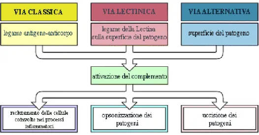 Figura 1. Illustrazione schematica della cascata del complemento. Le vie di 