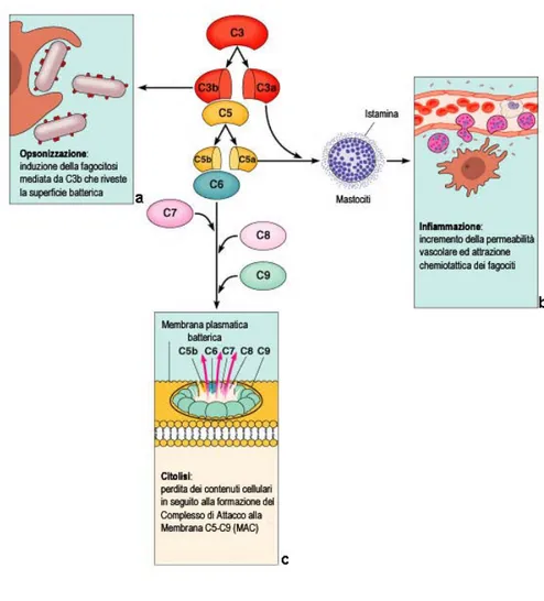 Figura 3.  Le tre vie di attivazione del complemento prevedono una serie di differenti 