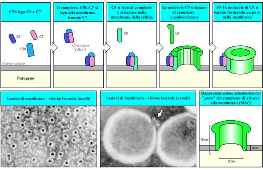 Figura 4. Formazione del complesso di attacco alla membrana (MAC) e formazione del 