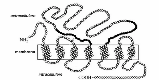 Figura 5. Rappresentazione schematica del recettore di C3a umano. I cerchi pieni 