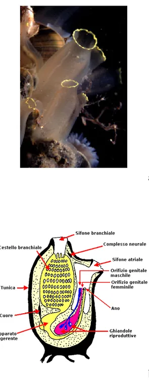 Figura 7. (a) Individui adulti di Ciona intestinalis. (b) Rappresentazione schematica 