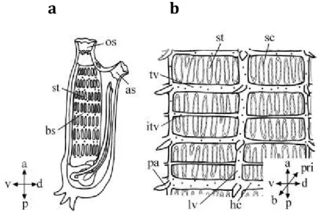 Figura 9. Rappresentazione schematica delle fessure branchiali in Ciona intestinalis.  a