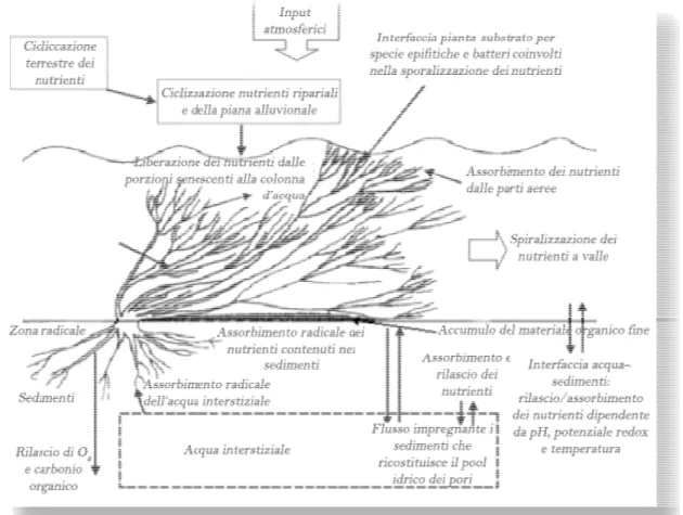Figura  2.2  –  Uno  schema  concettuale  del  coinvolgimento  delle  macrofite  nella  dinamica  dei  nutrienti fluviali (da Clarke, 2002, modificato) 