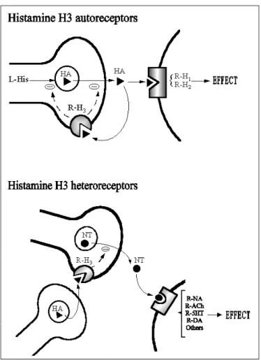 Fig. 6 Rappresentazione schematica delle funzioni di auto ed eterorecettore di H 3 R. 