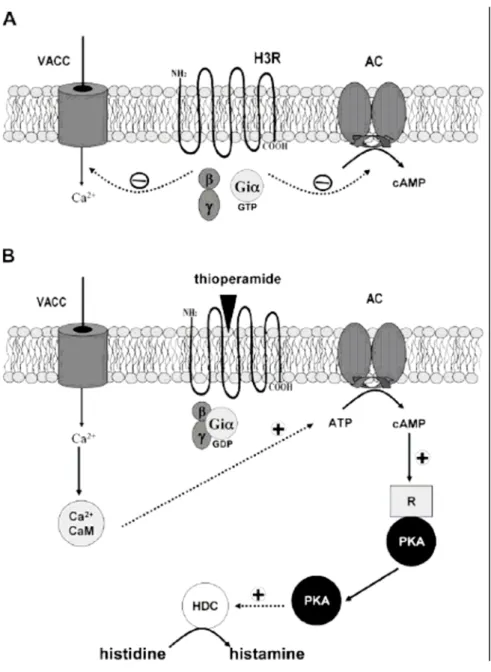 Fig. 7   Meccanismi regolatori della sintesi di HA mediata da H 3 R. (A) In assenza di ligando, H 3 R 