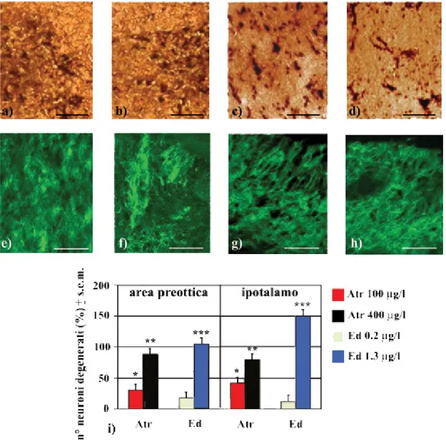 Fig. 22  Le analisi neurodegenerative mostrano evidenti danni neuronali nell’area preottica (a,b,e,f)  e nell’ipotalamo (c,d,g,h) in seguito ad esposizione ai pesticidi  Ed (a,c,e,g) e Atr (b,d,f,h)  alle conentrazioni MAT (0.2 µg/L e 400 µg/L, rispettivam