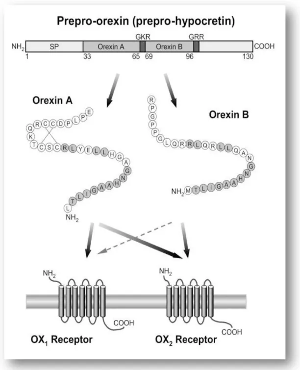 Fig.  1.1  Rappresentazione  schematica  del  sistema  ORXergico.  ORX-A  e  ORX-B  derivano  da  un  peptide precursore comune