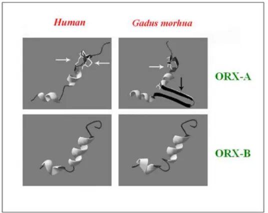 Fig. 1.2 Struttura di ORX-A ed ORX-B nell’uomo e Gadus morhua a confronto. 