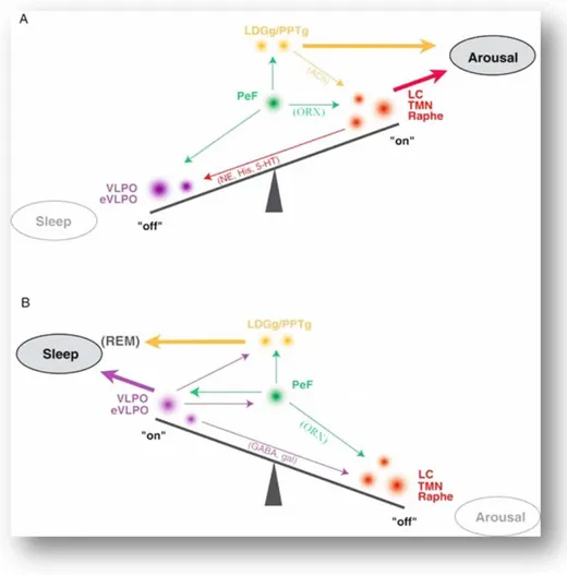 Fig. 1.4 Azione di ORX sul circuito bistabile caratteristico del ciclo sonno-veglia. 