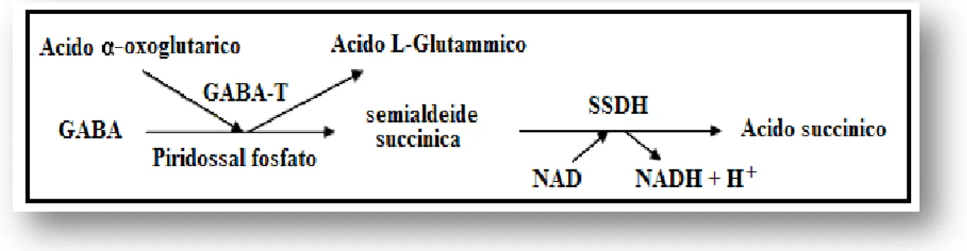 Fig. 2.1 Metabolismo dell’acido γ-amminobutirrico GABA;  GABA- -chetoglutarico transaminasi GABA-T;  semialdeide-succinico-deidrogenasi SSDH