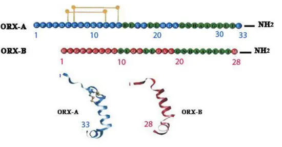 Fig. 2 Sequenza lineare e struttura terziaria di ORX-A ed ORX-B. 