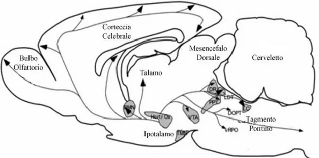Fig. 5 Disegno schematico di una sezione sagittale di encefalo di ratto. I neuroni ORXergici dell’ HTH 