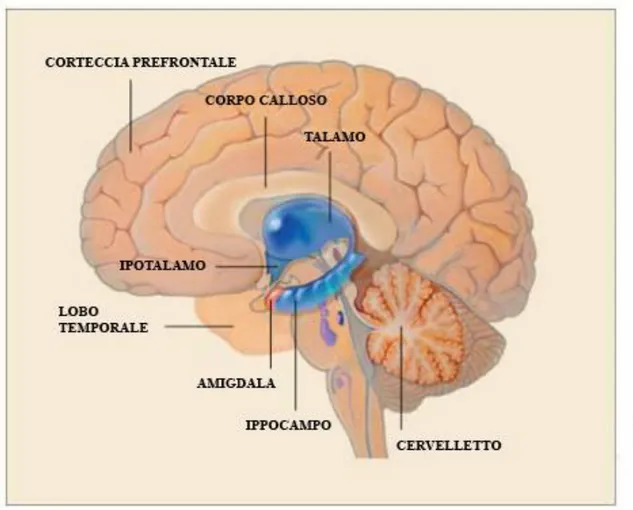 Fig. 1 Disegno schematico delle principali strutture del sistema limbico 