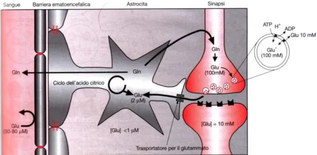 Fig.  9  Compartimentazione  del  Glu  cerebrale.  Il  Glu  neosintetizzato  dalla  Gln  si  accumula  nelle 