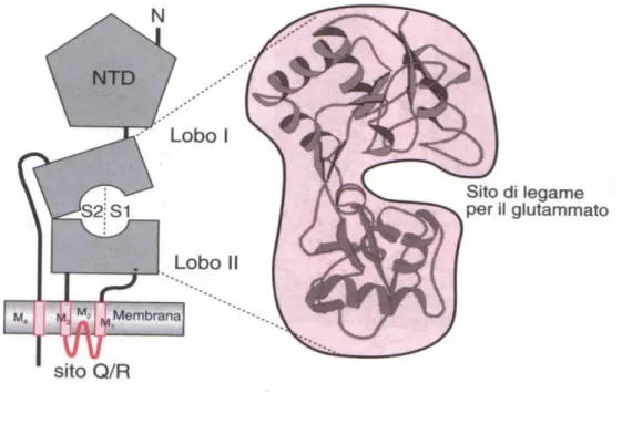 Fig. 10 Struttura, organizzazione e funzione molecolare dei recettori ionotropi per il Glu