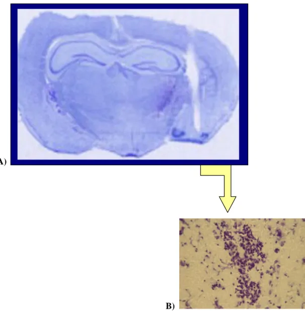Fig. 18 Colorazione di Nissl su encefalo di criceto trattato a livello del BLA. A):passaggio 