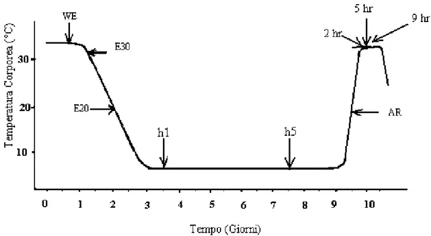 Fig.  13  Rappresentazione  schematica  di  un  ciclo  di  ibernazione  stagionale.  WE:  stato 
