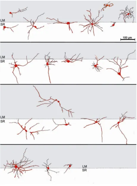 Fig. I.7. Mosaico che illustra la localizzazione degli interneuroni di CA1 (LM, stratum    lacunosum-moleculare; SR, stratum radiatum; modificato da Kajiwara et al., 2008)
