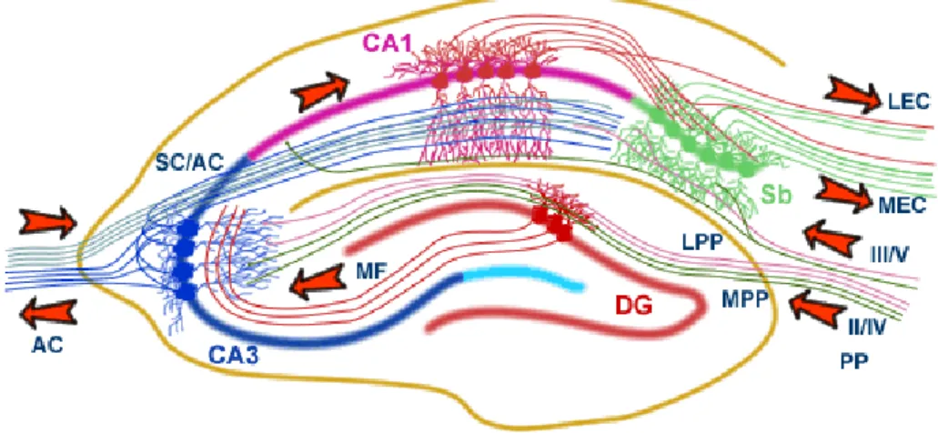 Fig. I.9. Raffigurazione del network ippocampale. (AC, pathway commissurale associazionale;  SC, collaterali di Schaffer; MF, fibre muscoidi; LPP, perforant path laterale; MPP,  perforant path mediale; PP, perforant path; Sb, subuculum; MEC, corteccia ento