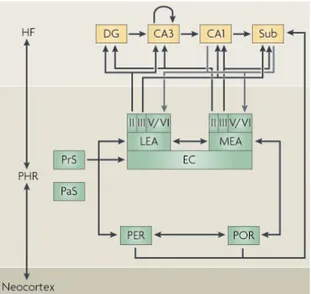 Fig. I.10. Modello standard del  circuito HIP-PHR (PHR, formazione  paraippocampale; PrS, presubiculum;  PaS, parasubiculum; PER, corteccia  peririnale; POR, corteccia postrinale;  EC, corteccia entorinale; LEA, area  entorinale laterale; MEA, area  entori