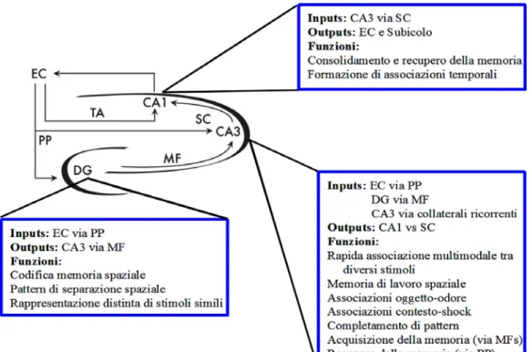 Fig. I.16. Schema riassuntivo del ruolo che tre diverse regioni ippocampali (DG, CA3 e CA1)  rivestono in vari aspetti dei processi di apprendimento e memoria (EC-corteccia  entorinale, DG-giro dentato, PP-via perforante, TA-via tempoammonica, M-fibre  mus
