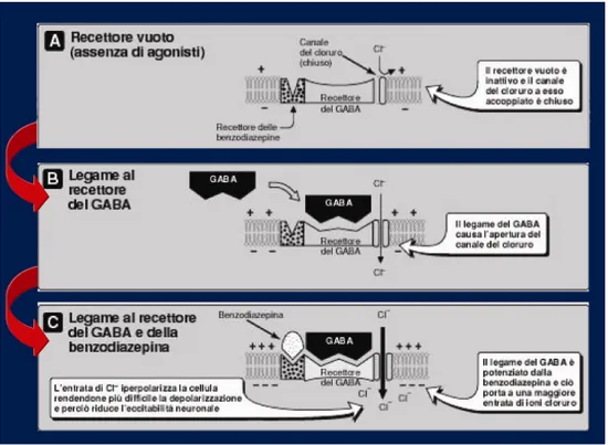 Fig. II.4. Schema illustrativo del meccanismo d’azione delle BDZ sui GABAARs. 