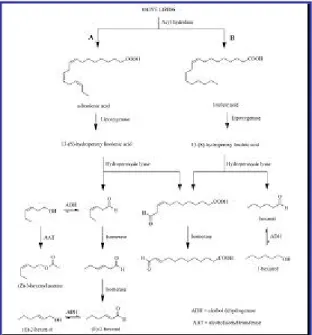 Figure 1.2.3  Metabolic pathway for the origin aliphatic aroma compounds via lipoxygenase enzymes.