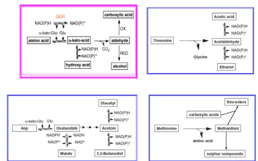 Figure 1.2.4 Principal reactions involved in the formation of aroma compounds from amino acids.