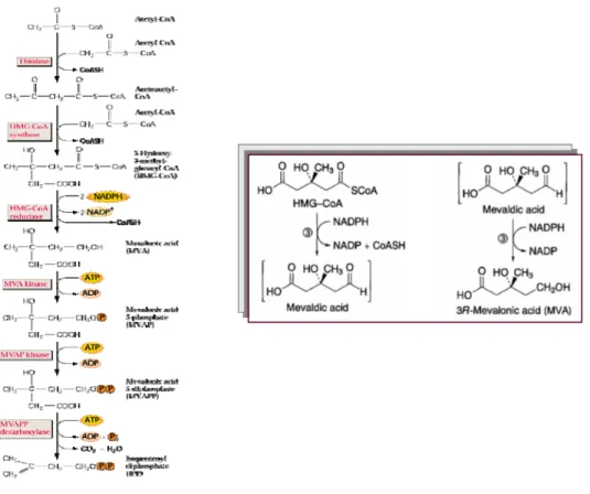 Figure 1.2.6 The biosynthetic pathway proposed for the synthesis of isopentenyl diphosphate, IPP