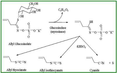 Figure 1.2.9 Conversion of glucosinolate precursors to aroma compounds by myrosinase enzyme.