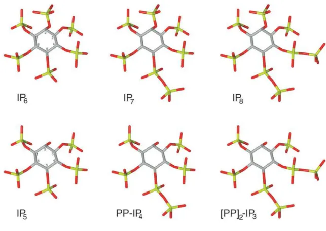 Figure  3.1.  Inositol  pyrophosphate  chemical  structure.  The  figure  shows  the 