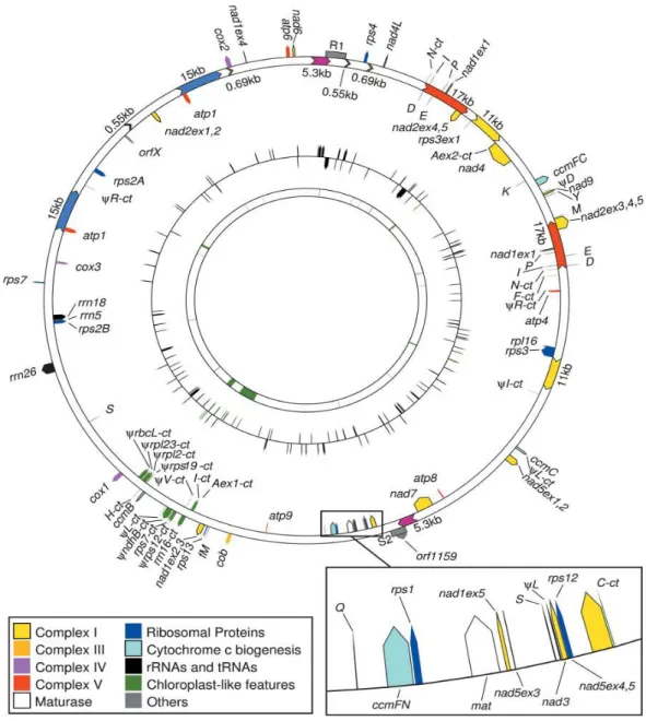 Figure 4.1. Circular map of the maize NB mitochondrial genome generated from 