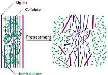 Fig. 2.7 Schematic presentation of effects of pretreatment on lignocellulosic biomass (Harmsen et al, 2010) 