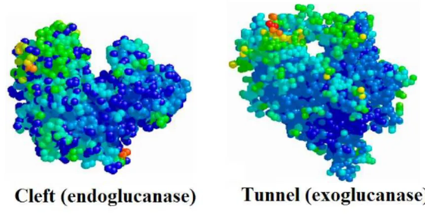 Fig. 3.2 Topological arrangements of catalytic domain in endo- and exoglucanase 