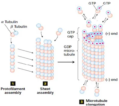 Figura 2. Fasi di assemblaggio per la formazione dei microtubuli. 