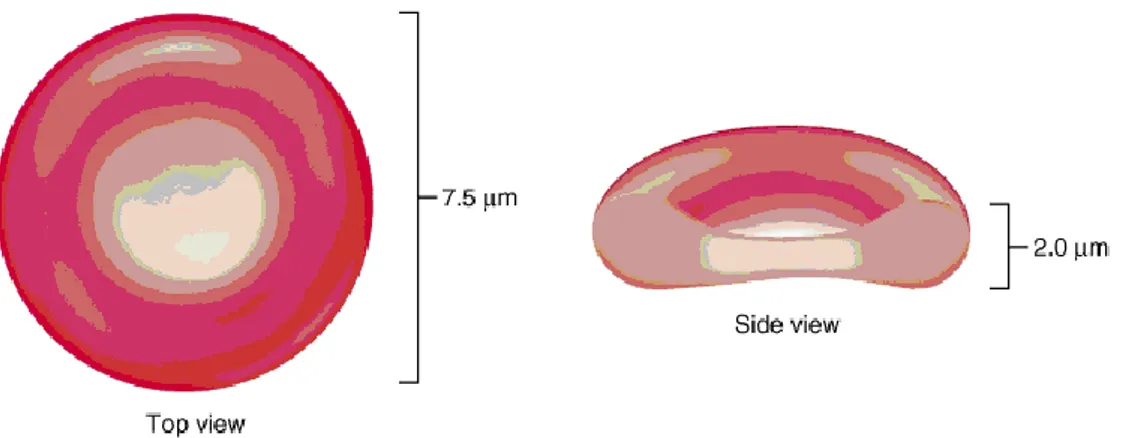 fig. 1.4 Diametro Globulo rosso 