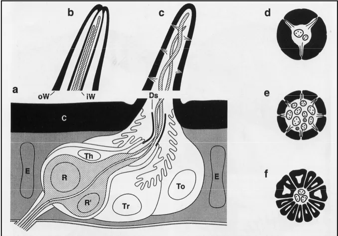 Figura 3.2: Schema dei chemiorecettori. R, R’: cellule sensoriali; To: cellula tormogena; Tr: cellula 