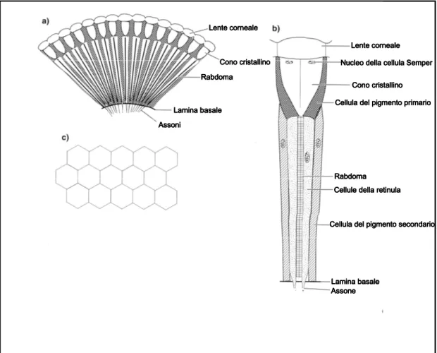 Figura 3.3: a) sezione schematica mostrante i rabdomi che si estendono nei coni cristallini; 