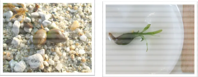 Figure 3: On the left, Posidonia oceanica fruits on the beach; on the right seedling showing juvenile leaves,  a primary root and a little adventitious root