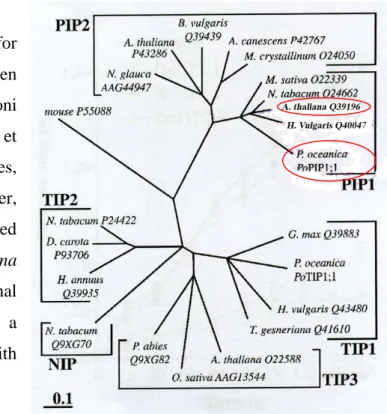 Fig. 18 Phylogenetic tree, based on deduced protein  sequences of aquaporin-encoding genes and obtained 