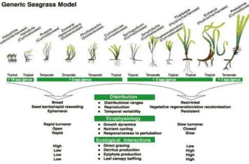 fig 2.2.2 Generic Seagrass model which categories seagrasses on the basis of growth forms
