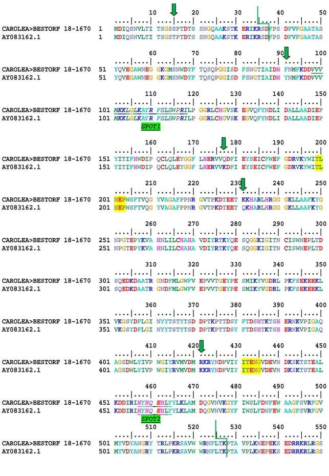 Fig alignment bglc cDNA Carolea and AY083162.1. allows shows polymorphic position, green line  region Glyco_hydro_1 (start position aa 38 end position 527), yellow catalytic site 