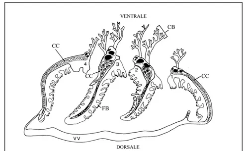 Fig. 3.1   Apparato branchiale. (CC) cartilagine; (FB) Filtri branchiali; (CB) Ciuffi 
