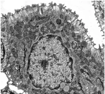Fig. 3.7   MRC in un ciuffo branchiale di Bufo bufo.Sono evidenti i mitocondri 