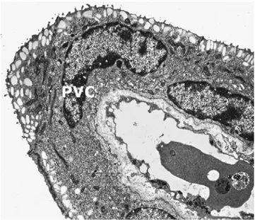 Fig. 5.2 Cellula pavimentosa. Sono visibili i granuli di secrezione subapicali e il 