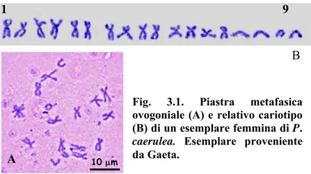 Fig. 3.1. Piastra metafasica  ovogoniale (A) e relativo cariotipo  (B) di un esemplare femmina di P