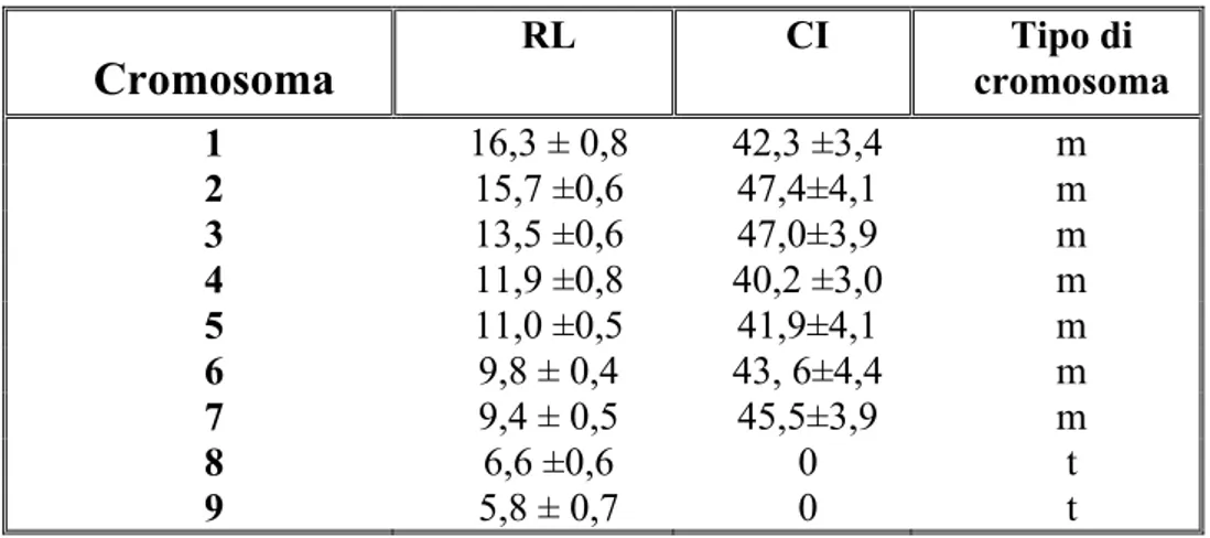 Tabella 3.1. Parametri morfometrici Lunghezza relativa (RL), indice  centromerico (CI) e classificazione dei cromosomi di P