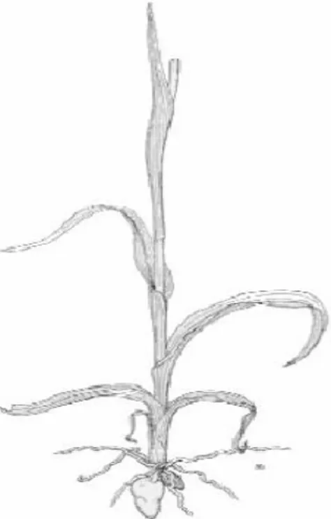 Figura  3.  Bulbo-tubero  e  scapo  tipici del genere Serapias. 