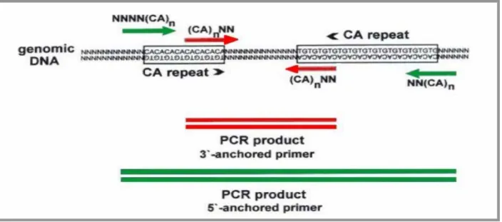 Fig. 1.3. Esempio di ISSR-PCR:  amplificazione di sequenze genomiche fiancheggiate da due  