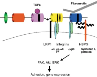 Figura 1.16  Meccanismi di trasduzione dei segnali mediati da CTGF all’interno della cellula  